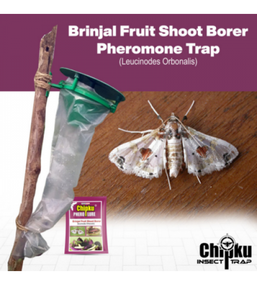Chipku Pheromone Funnel Trap with Brinjal Fruit & Shoot Borer Lure (Combo Pack of 10)